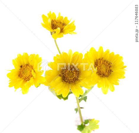 Yellow Chrysanthemum flowers isolated on white background 117646883