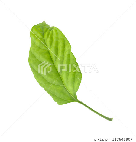 Green leaf isolated on a white background 117646907
