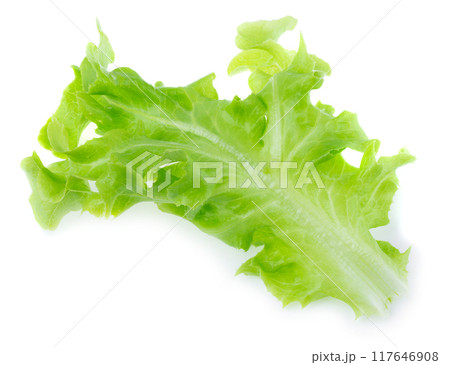 Green oak leaf lettuce isolated on a white background Green oak leaf lettuce isolated on a white background 117646908