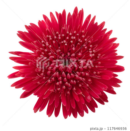 Barberton daisy, Gerbera daisy flower isolated on White Background. Barberton daisy, Gerbera daisy flower isolated on White Background. 117646936