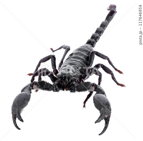 Black scorpions isolated on a white background 117646959