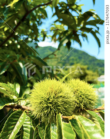 青空とイガグリ 117647093