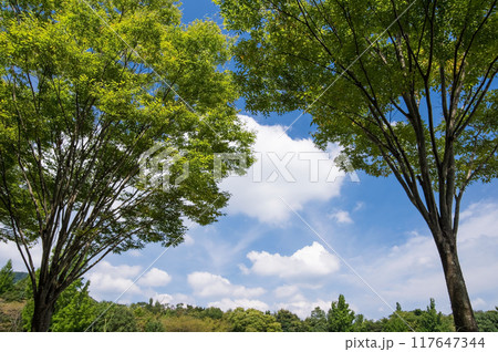 「三重県民の森」夏景色 「三重県民の森」夏景色 117647344