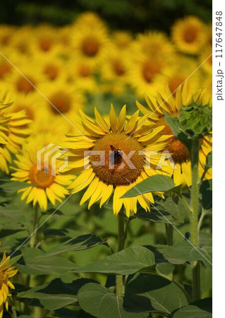蜂が好きなひまわり 117647848