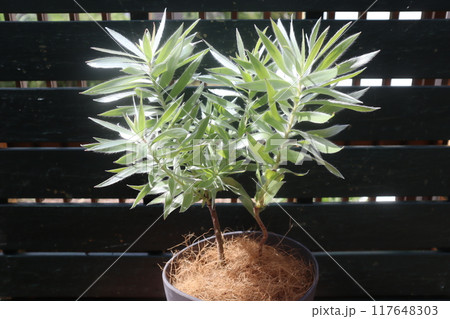 鉢植えのシルバーアフリカーナ 117648303