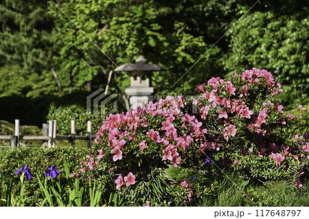 ツツジが咲く美しい新緑の兼六園 ツツジが咲く美しい新緑の兼六園 117648797