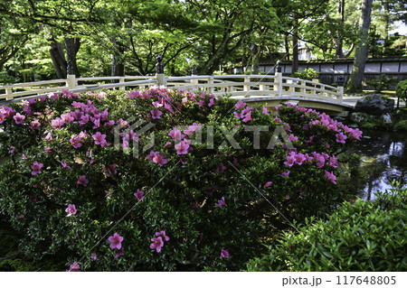 ツツジが咲く美しい新緑の兼六園 ツツジが咲く美しい新緑の兼六園 117648805