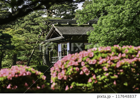 ツツジが咲く美しい新緑の兼六園 ツツジが咲く美しい新緑の兼六園 117648837