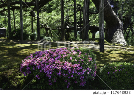 ツツジが咲く美しい新緑の兼六園 ツツジが咲く美しい新緑の兼六園 117648928