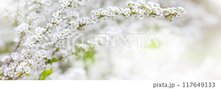Nature of white flower on blurred background. close up of nature view flora and leaf. copy space using plants landscape, ecology wallpaper or cover concept. 117649133