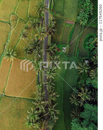 Drone view of green rice terraces with road and palm trees. Countryside in Bali island. Drone view of green rice terraces with road and palm trees. Countryside in Bali island. 117649260