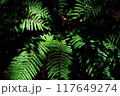 木漏れ日に照らされるシダ植物の葉 117649274