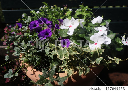 ニチニチソウとペチュニアの寄せ植え 117649428