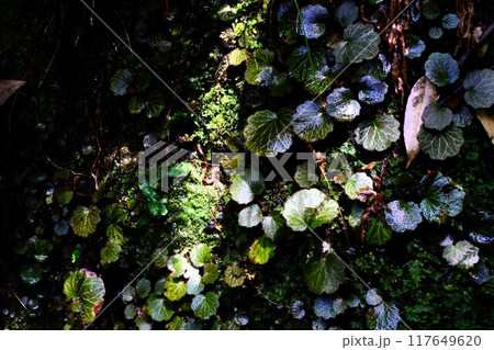 木漏れ日に照らされる水辺の植物 117649620