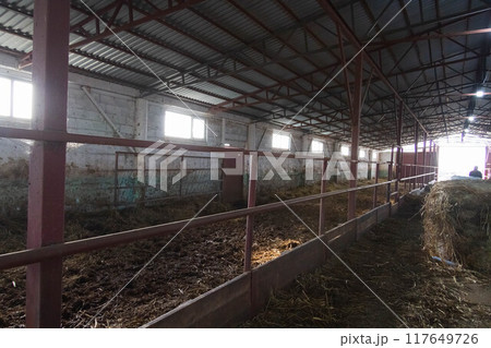 Farmer feeds cows. The process of feeding animals on a farm. Dairy complex. 117649726