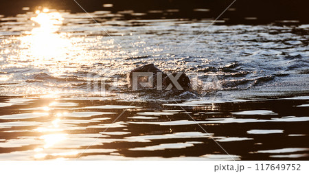 Triathlon athlete swimming on lake in sunrise wearing wetsuit Triathlon athlete swimming on lake in sunrise wearing wetsuit 117649752