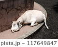 道端で気持ちよく眠るヤギ 117649847