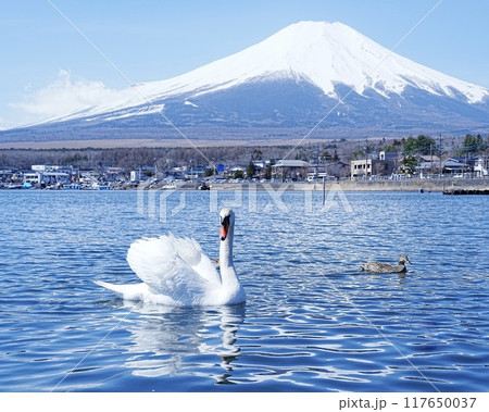 早朝岸辺で眺望美しい世界遺産富士山　山中湖と優雅なスワン　横長構図 117650037