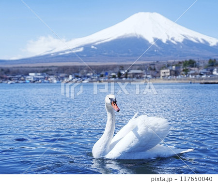 早朝岸辺で眺望美しい世界遺産富士山 山中湖と優雅なスワン 横長構図 早朝岸辺で眺望美しい世界遺産富士山 山中湖と優雅なスワン 横長構図 117650040