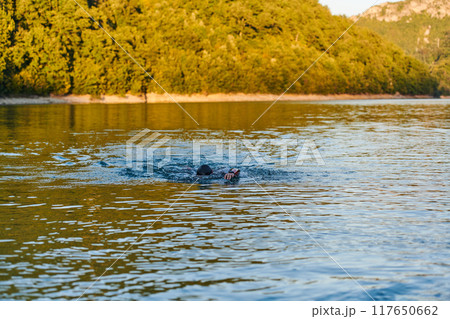 Triathlon athlete swimming on lake in sunrise wearing wetsuit 117650662
