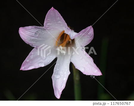 うすいピンクのゼフィランサス（雨上がりのサフランモドキ） 117650767