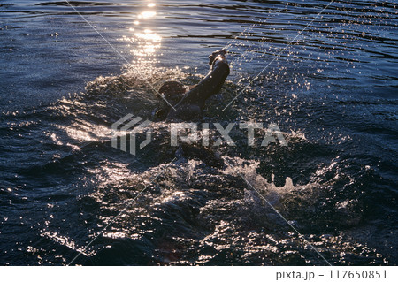 Triathlon athlete swimming on lake in sunrise wearing wetsuit Triathlon athlete swimming on lake in sunrise wearing wetsuit 117650851