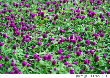 センニチコウ ピンク色の花の風景 117651381