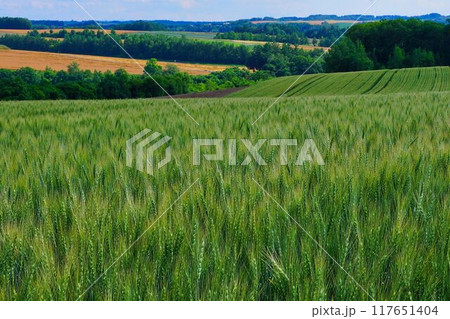 丘の夏 丘の夏 117651404