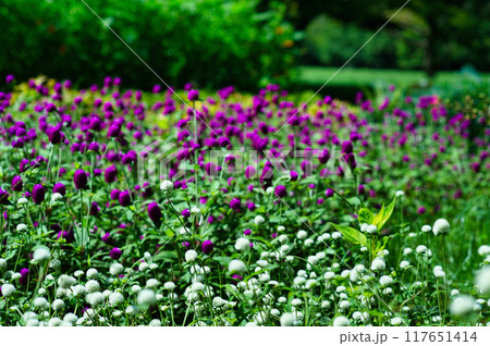 センニチコウ ピンク色の花の風景 センニチコウ ピンク色の花の風景 117651414