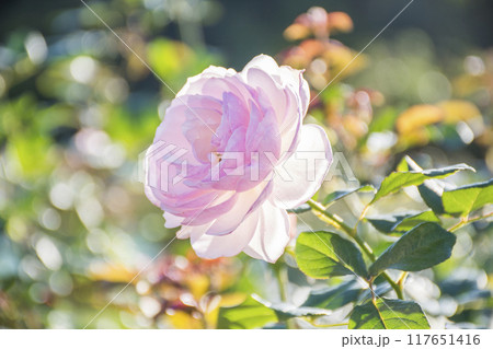 秋晴れの日のピンク色のバラ 117651416