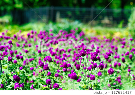 センニチコウ ピンク色の花の風景 117651417