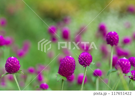 センニチコウ ピンク色の花の風景 センニチコウ ピンク色の花の風景 117651422