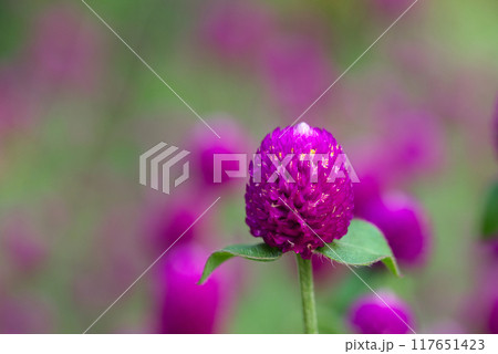 センニチコウ ピンク色の花の風景 117651423