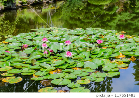 仙台 輪王寺 夏 117651493