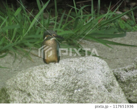 カワセミを夏に見るのは初めてだ カワセミを夏に見るのは初めてだ 117651936