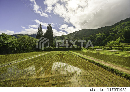 緑が美しい春の白川郷 117651982