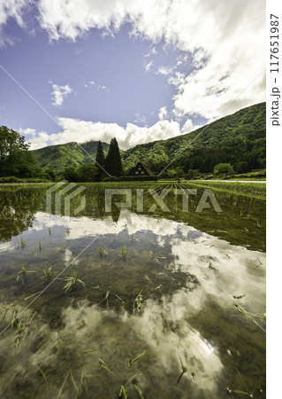 緑が美しい春の白川郷 117651987