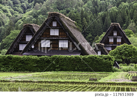緑が美しい春の白川郷 117651989
