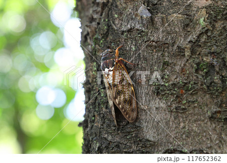 木に止まったアブラゼミ 木に止まったアブラゼミ 117652362
