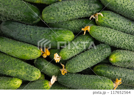 background of fresh cucumbers, top view background of fresh cucumbers, top view 117652564