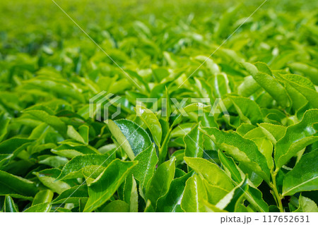 Fresh tea leaves close up at tea plantation Fresh tea leaves close up at tea plantation 117652631