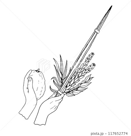 Waving the Lulav line vector illustration in black and white for Jewish Sukkot holiday coloring. Man's hands holding four species of palm leaf, myrtle, willow and Etrog Waving the Lulav line vector illustration in black and white for Jewish Sukkot holiday coloring. Man's hands holding four species of palm leaf, myrtle, willow and Etrog 117652774