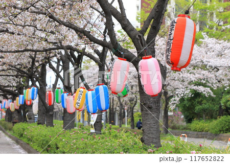 「葛西用水桜通り」 満開の桜並木とカナメモチの赤い若葉 「葛西用水桜通り」 満開の桜並木とカナメモチの赤い若葉 117652822