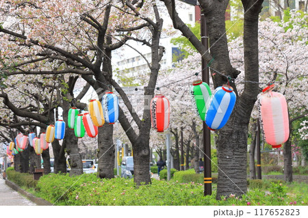 「葛西用水桜通り」　満開の桜並木とカナメモチの赤い若葉 117652823