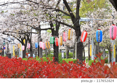 「葛西用水桜通り」 満開の桜並木とカナメモチの赤い若葉 「葛西用水桜通り」 満開の桜並木とカナメモチの赤い若葉 117652824
