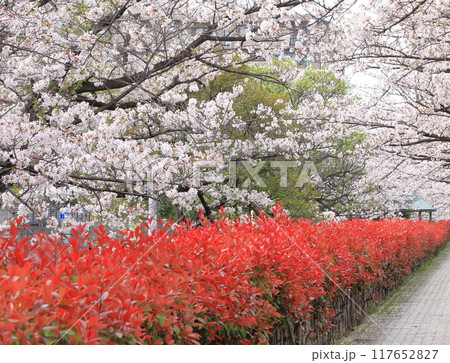 「葛西用水桜通り」　満開の桜並木とカナメモチの赤い若葉 117652827