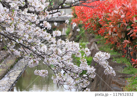 「葛西用水桜通り」 満開の桜並木とカナメモチの赤い若葉 「葛西用水桜通り」 満開の桜並木とカナメモチの赤い若葉 117652832