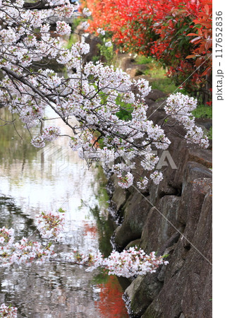 「葛西用水桜通り」 満開の桜並木とカナメモチの赤い若葉 「葛西用水桜通り」 満開の桜並木とカナメモチの赤い若葉 117652836