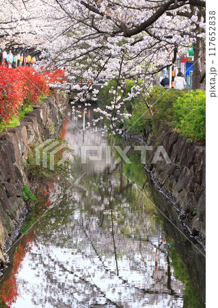 「葛西用水桜通り」 満開の桜並木とカナメモチの赤い若葉 「葛西用水桜通り」 満開の桜並木とカナメモチの赤い若葉 117652838