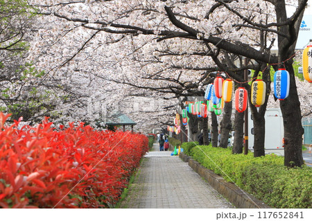 「葛西用水桜通り」 満開の桜並木とカナメモチの赤い若葉 「葛西用水桜通り」 満開の桜並木とカナメモチの赤い若葉 117652841
